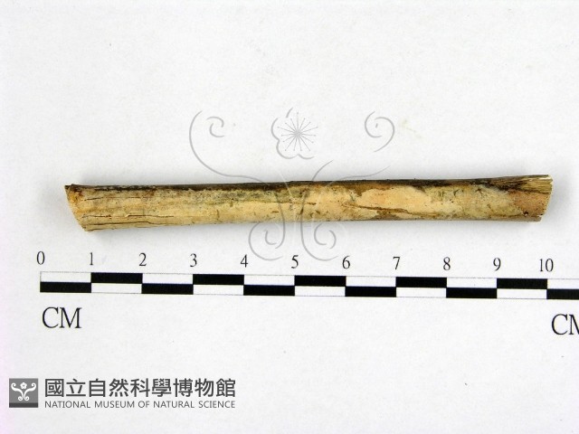 顯絲菌屬藏品圖，第1張
