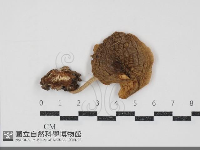 登錄號:F0034881藏品圖，第1張