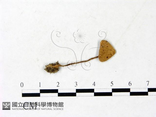 登錄號:F0022881藏品圖，第1張