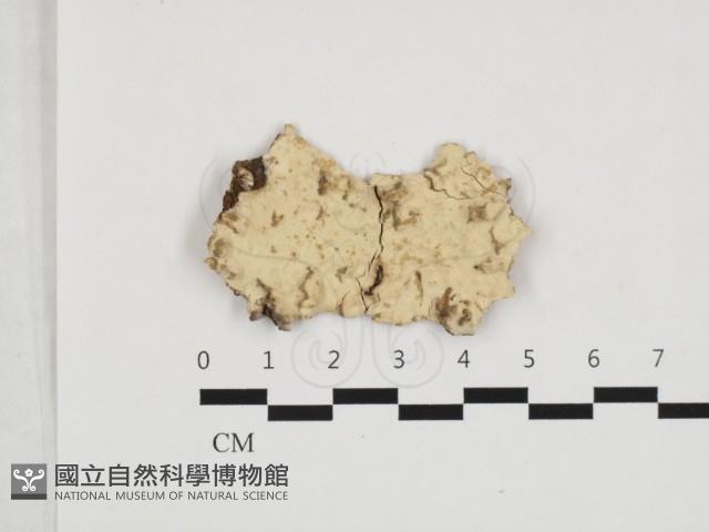 登錄號:F0032881藏品圖，第1張