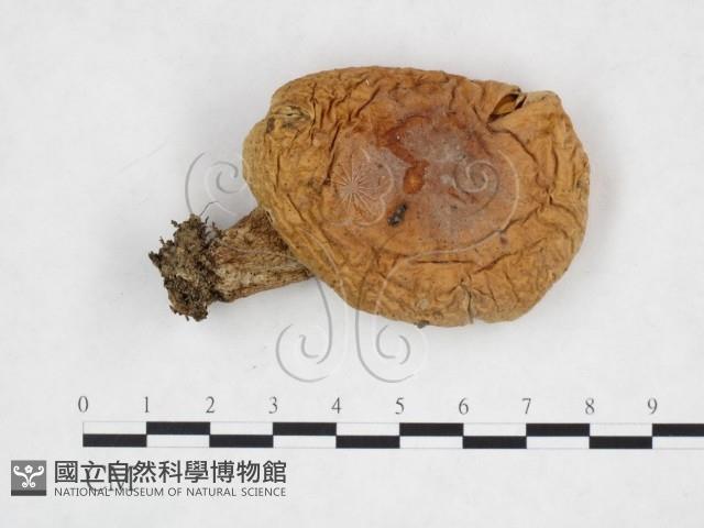 登錄號:F0025881藏品圖，第1張