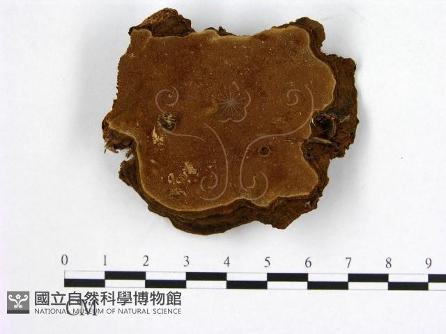 登錄號:F0005881藏品圖，第1張