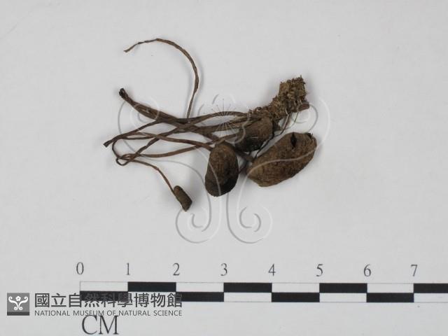 登錄號:F0015881藏品圖，第1張