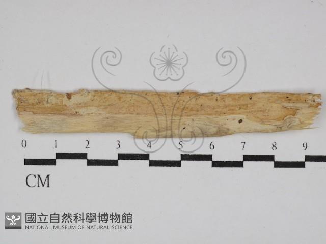 登錄號:F0029881藏品圖，第1張