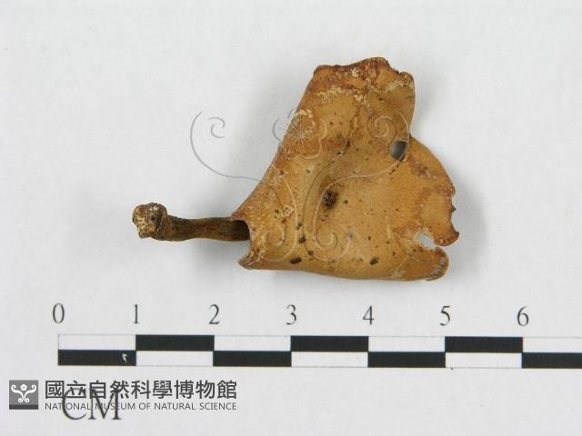 多孔菌屬藏品圖，第1張