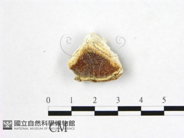 登錄號:F0019881藏品圖，第1張