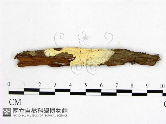 顯絲菌屬藏品圖，第1張