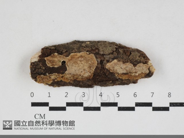 刺皮菌屬藏品圖，第1張