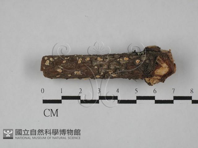 盤革菌屬藏品圖，第1張
