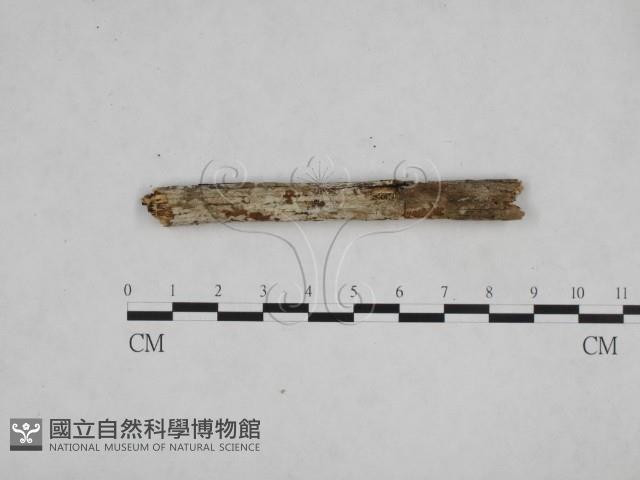 登錄號:F0008981藏品圖，第1張