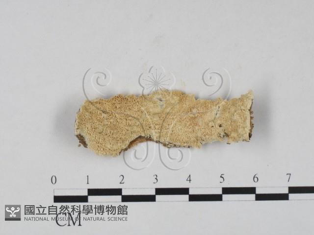 登錄號:F0020981藏品圖，第1張