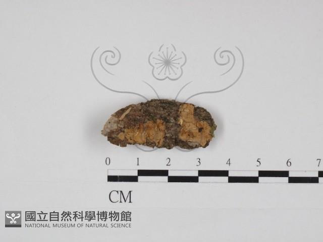 叉絲革菌屬藏品圖，第1張