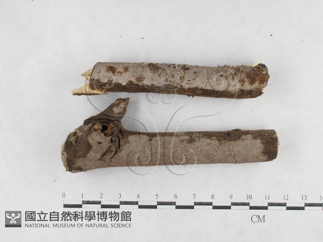 登錄號:F0026981藏品圖，第1張