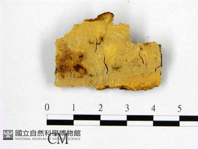 登錄號:F0006981藏品圖，第1張