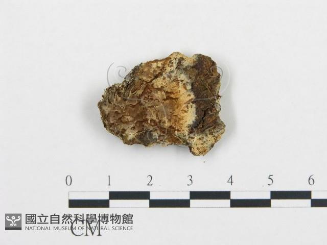 登錄號:F0016981藏品圖，第1張