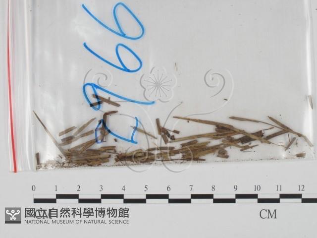 登錄號:F0011981藏品圖，第1張