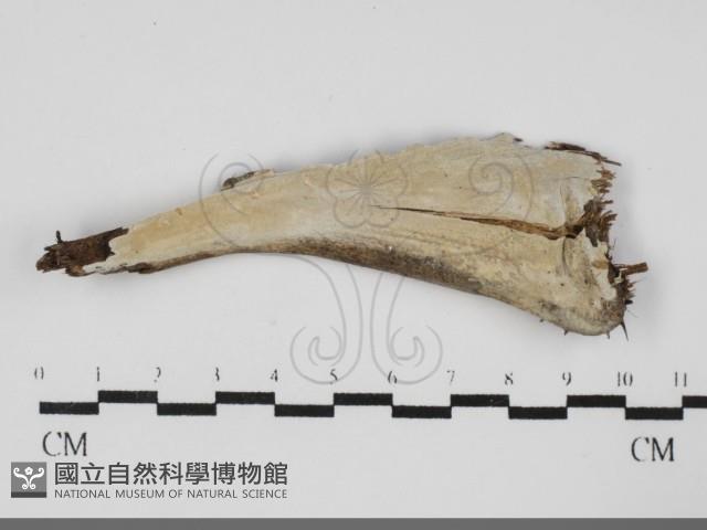 登錄號:F0031981藏品圖，第1張