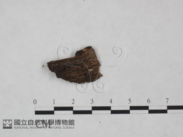登錄號:F0024981藏品圖，第1張