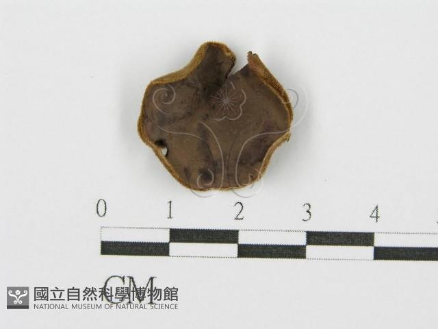 毛木耳藏品圖，第1張