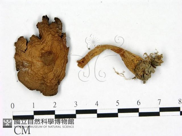 傘菌屬藏品圖，第1張