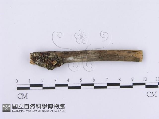 Accession Number:F0002981 Collection Image, Figure 1, Total 4 Figures