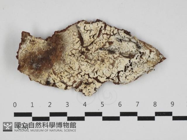 登錄號:F0032981藏品圖，第1張