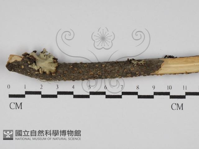 登錄號:F0027981藏品圖，第1張
