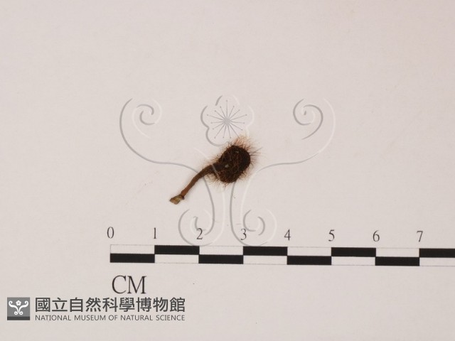 登錄號:F0007981藏品圖，第1張