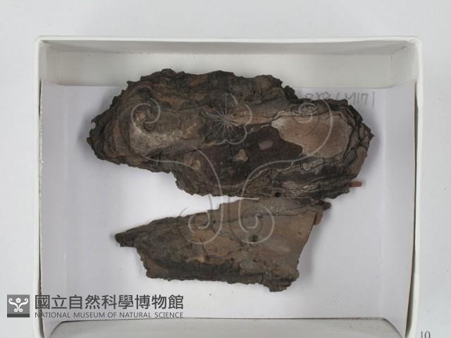 登錄號:F0017981藏品圖，第1張