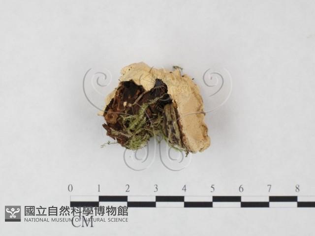 登錄號:F0005981藏品圖，第1張