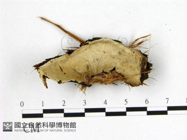 登錄號:F0015981藏品圖，第1張