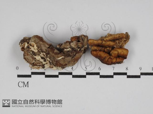 登錄號:F0029981藏品圖，第1張
