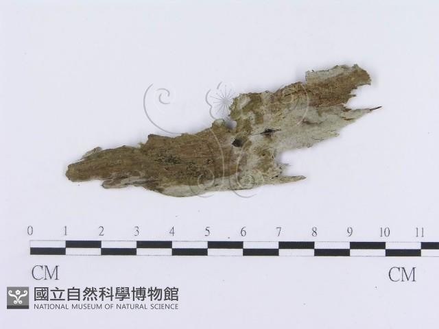 登錄號:F0019981藏品圖，第1張
