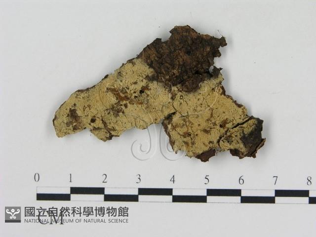 登錄號:F0003981藏品圖，第1張