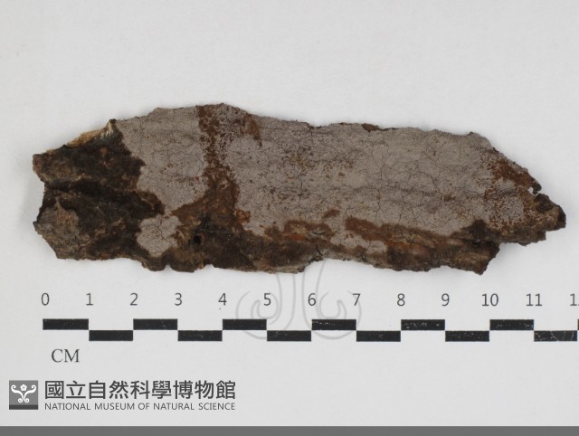 刺革菌屬藏品圖，第1張