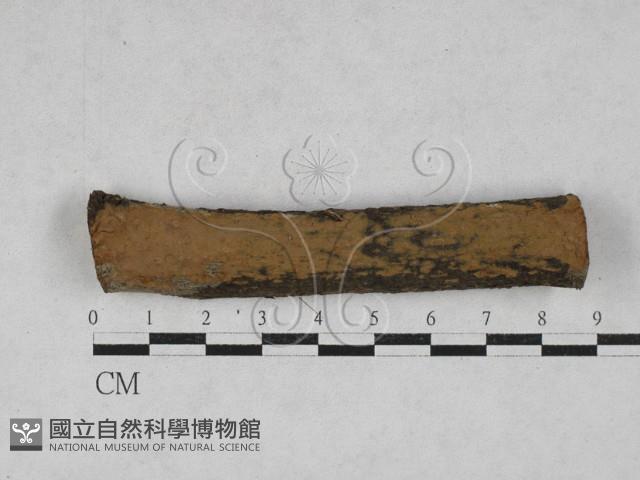 刺革菌屬藏品圖，第1張