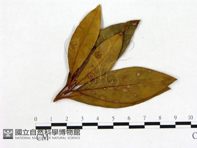 登錄號:F0020681藏品圖，第1張
