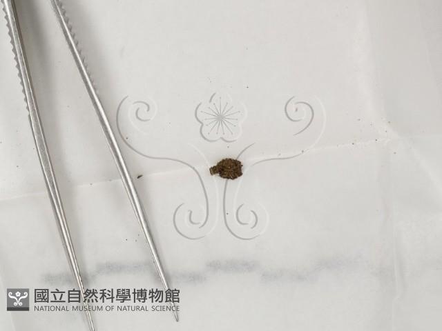 登錄號:F0000681藏品圖，第1張