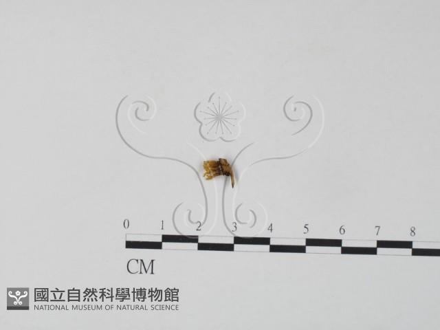 銀耳屬藏品圖，第1張