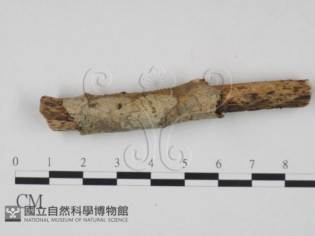 館號:F0021681藏品圖，第1張