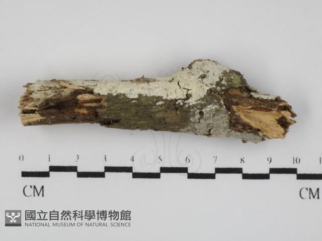 登錄號:F0031681藏品圖，第1張