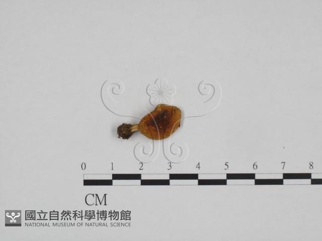 登錄號:F0024681藏品圖，第1張