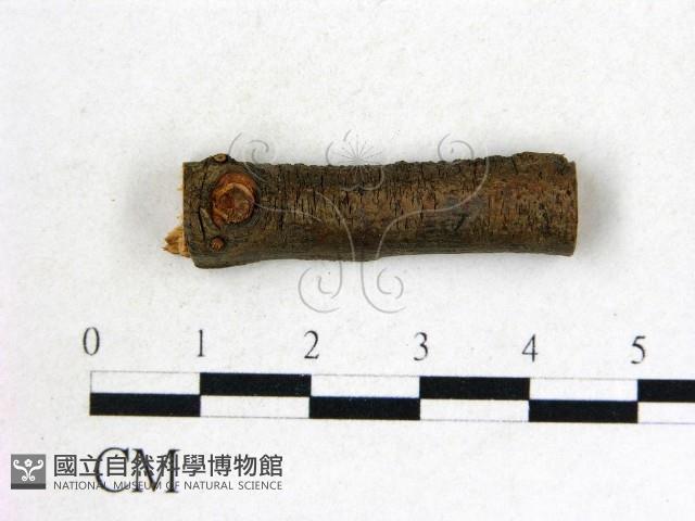 登錄號:F0004681藏品圖，第1張