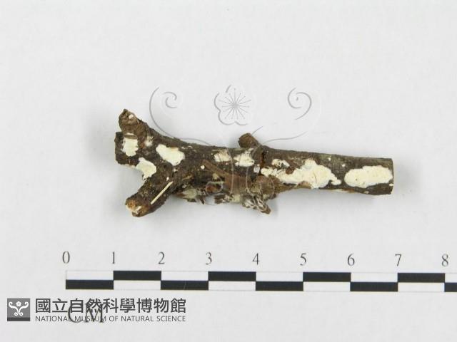 登錄號:F0014681藏品圖，第1張