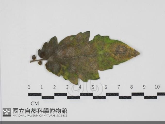 登錄號:F0034681藏品圖，第1張