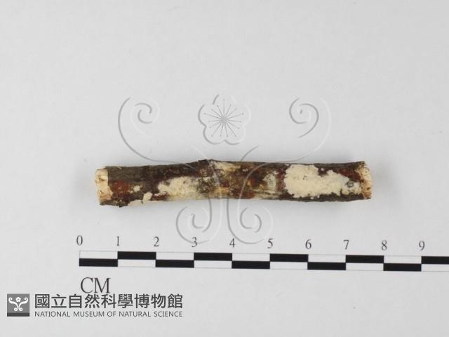 登錄號:F0022681藏品圖，第1張