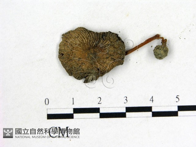 鬼傘屬藏品圖，第1張