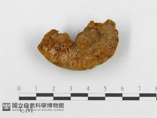 木層孔菌屬藏品圖，第1張