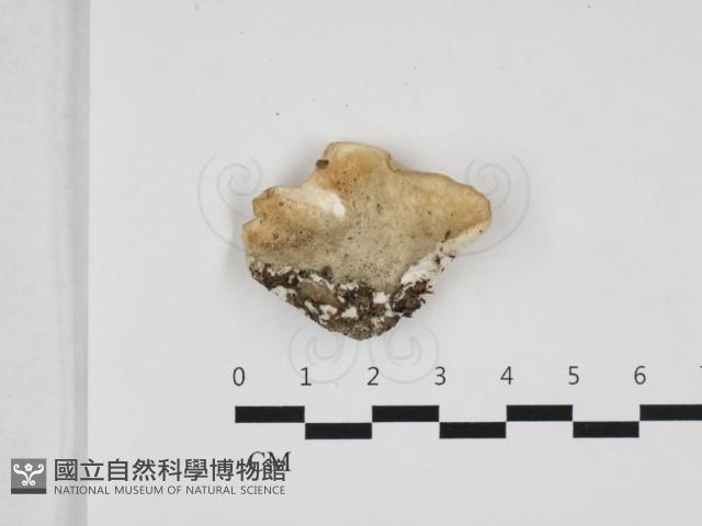 登錄號:F0032681藏品圖，第1張
