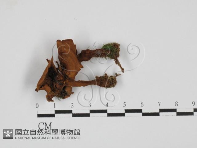 登錄號:F0027681藏品圖，第1張